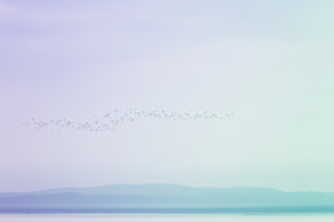 Bando de pájaros volando en formación sobre un cielo claro